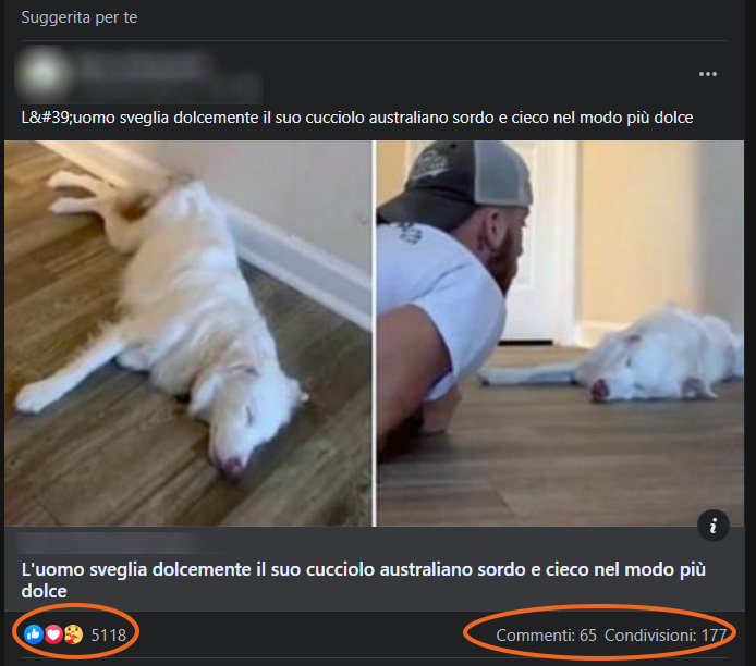 Algoritmo Social gattini